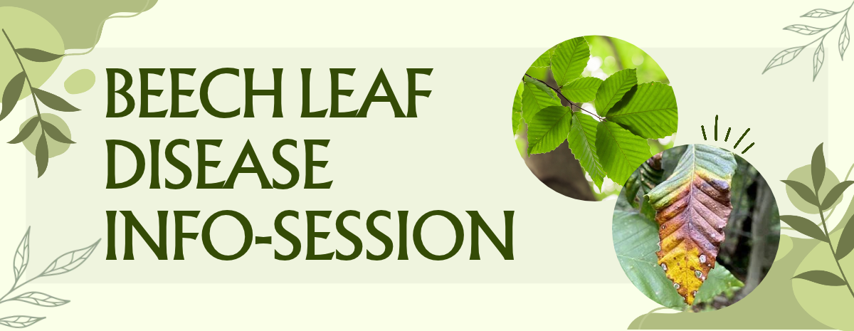 Beech Leaf Disease and Forest Restoration 11/11/2026